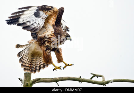 Ein Mäusebussard in Sieversdorf, Deutschland, 15. Dezember 2013 fotografiert. Der Mäusebussard (lat. Buteo Buteo) ist eine mittlere bis große Raubvogel, deren Spektrum umfasst einen Großteil Europas und erstreckt sich in Asien. Das Gefieder kann von fast reinem weiß bis schwarz variieren, aber ist in der Regel Schattierungen von Braun, mit einem blassen "Halskette" Federn. Ein großer Opportunist, es passt sich gut an eine abwechslungsreiche Ernährung der Fasan, Kaninchen, andere kleine Säugetiere, mittelgroße Säugetiere, Schlangen und Eidechsen, und oft zu Fuß über die vor kurzem Äckern auf der Suche nach Würmern und Insekten zu sehen. Foto: PATRICK PLEUL/Dpa NO WIRE SERVICE Stockfoto