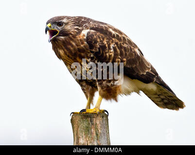 Ein Mäusebussard in Sieversdorf, Deutschland, 15. Dezember 2013 fotografiert. Der Mäusebussard (lat. Buteo Buteo) ist eine mittlere bis große Raubvogel, deren Spektrum umfasst einen Großteil Europas und erstreckt sich in Asien. Das Gefieder kann von fast reinem weiß bis schwarz variieren, aber ist in der Regel Schattierungen von Braun, mit einem blassen "Halskette" Federn. Ein großer Opportunist, es passt sich gut an eine abwechslungsreiche Ernährung der Fasan, Kaninchen, andere kleine Säugetiere, mittelgroße Säugetiere, Schlangen und Eidechsen, und oft zu Fuß über die vor kurzem Äckern auf der Suche nach Würmern und Insekten zu sehen. Foto: PATRICK PLEUL/Dpa NO WIRE SERVICE Stockfoto