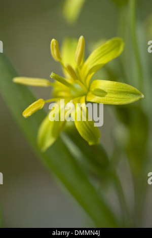 gelbe Star-of-bethlehem, Gagea lutea Stockfoto