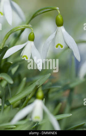 gemeinsamen Schneeglöckchen, Galanthus nivalis Stockfoto