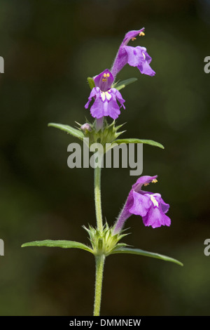 roten Hanf-Brennessel, Galeopsis angustifolia Stockfoto