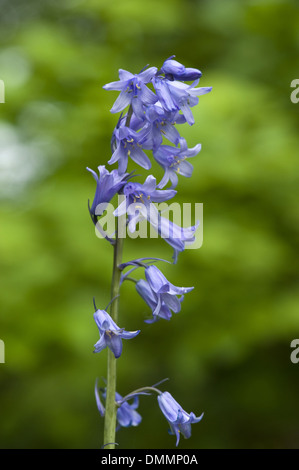 spanische Bluebell, Hyacinthoides hispanica Stockfoto