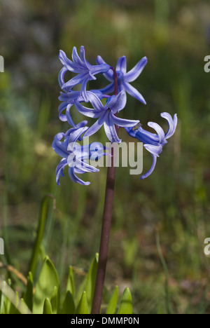 gemeinsamen Hyazinthen Hyazinthen Hyacinthus orientalis Stockfoto