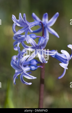 gemeinsamen Hyazinthe Hyacinthus orientalis Stockfoto