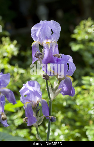 Deutsche Schwertlilie 'Aureovariegata' Iris Germanica l. SSP. Pallida 'Aureovariegata' Stockfoto