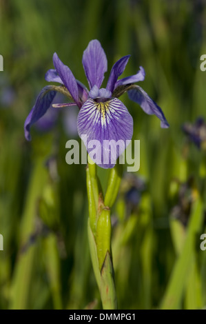 Harlekin blaue Iris versicolor Stockfoto