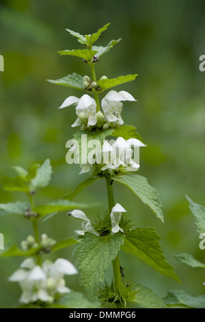 weiße Taubnessel, Lamium album Stockfoto