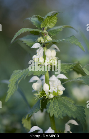 weiße Taubnessel, Lamium album Stockfoto