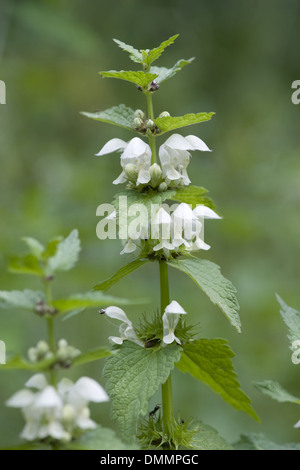 weiße Taubnessel, Lamium album Stockfoto