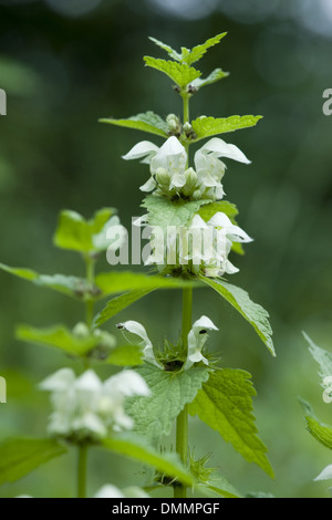 weiße Taubnessel, Lamium album Stockfoto