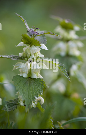 weiße Taubnessel, Lamium album Stockfoto