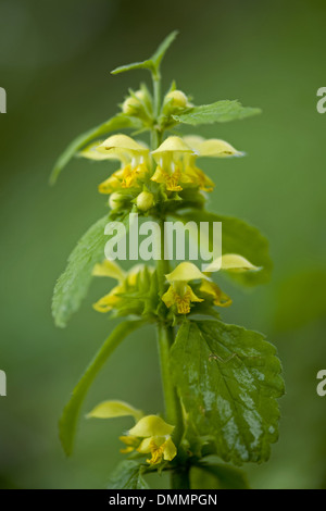 gelbe Erzengel, Lamium argentatum Stockfoto