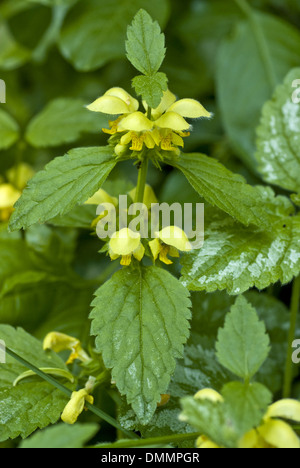 gelbe Erzengel, Lamium argentatum Stockfoto