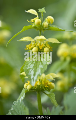 gelbe Erzengel, Lamium argentatum Stockfoto