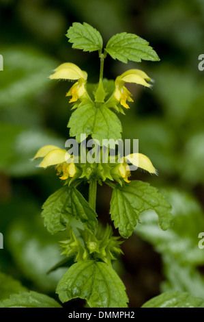 gelbe Erzengel, Lamium galeobdolon Stockfoto