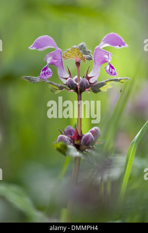 Gefleckte Taubnessel, Lamium maculatum Stockfoto