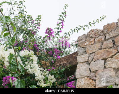 Blumen und Trockenmauer - weißen und violetten Bougainvillea, Holz und Trockenmauern Wand Detail. Stockfoto