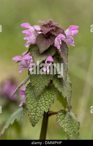 rote Taubnessel, Lamium purpureum Stockfoto