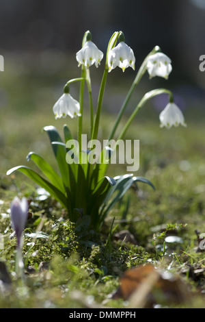 Frühling Schneeflocke, Leucojum vernum Stockfoto