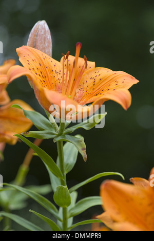 Feuer-Lilie, Lilium bulbiferum Stockfoto