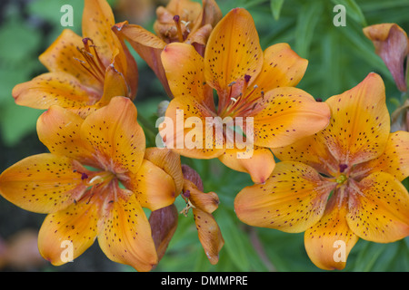 Feuer-Lilie, Lilium bulbiferum Stockfoto