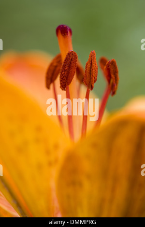 Feuer-Lilie, Lilium bulbiferum Stockfoto