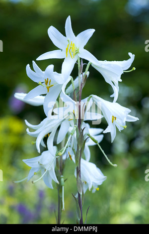 Madonna Lilie, Lilium candidum Stockfoto