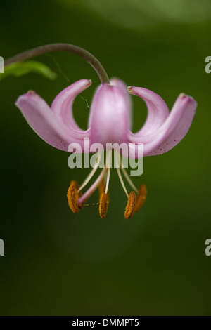 Turk Kappe Lilie, Lilium martagon Stockfoto