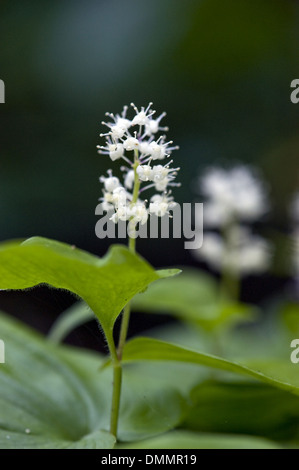 falsche Maiglöckchen, Maianthemum Doppelblatt Stockfoto