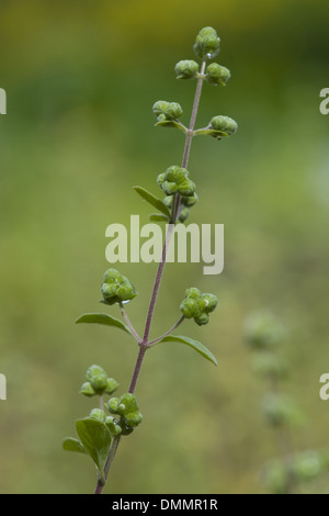 Majoran, Majorana hortensis Stockfoto