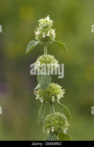 gemeinsamen Andorn, Marrubium vulgare Stockfoto