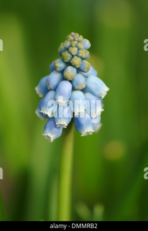 armenische Trauben Hyazinthe Muscari armeniacum Stockfoto