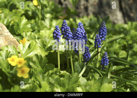 Trauben Hyazinthe, muscari Stockfoto