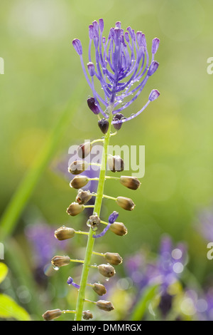 Quaste-Hyazinthe, Muscari comosum Stockfoto