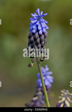 breitblättrigen Trauben Hyazinthe, Muscari latifolium Stockfoto