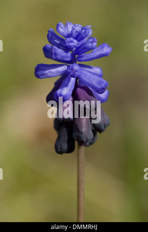 breitblättrigen Trauben Hyazinthe, Muscari latifolium Stockfoto