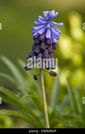 breitblättrigen Trauben Hyazinthe, Muscari latifolium Stockfoto
