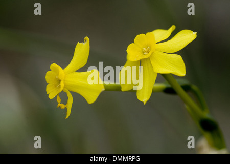 Jonquil, Narcissus jonquilla Stockfoto