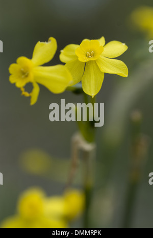 Jonquil, Narcissus jonquilla Stockfoto