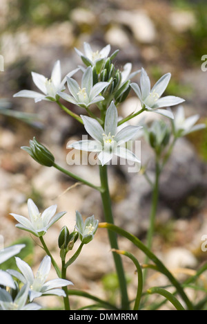 Star-of-Bethlehem, Ornithogalum degenianum Stockfoto