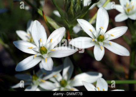 Star-of-Bethlehem, Ornithogalum umbellatum Stockfoto