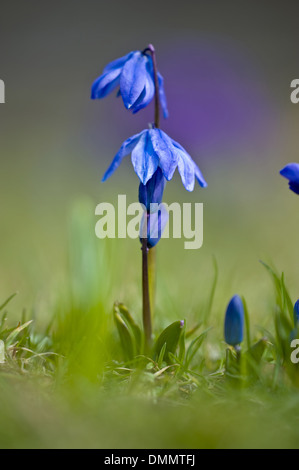 Sibirischer Blaustern Scilla siberica Stockfoto