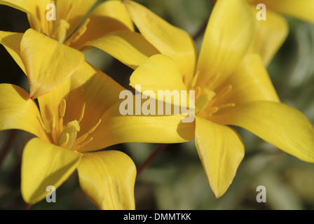 Lady Tulpen, Tulipa clusiana Stockfoto