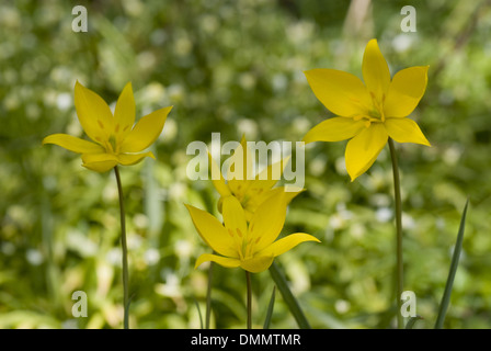 Tulipa Sylvestris, Wilde Tulpe Stockfoto