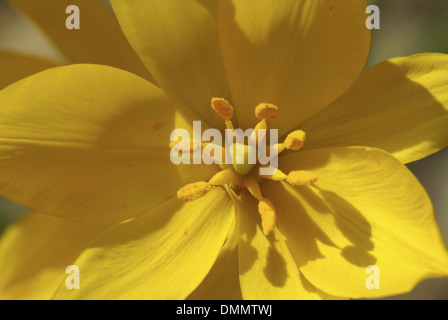 Tulipa Sylvestris, Wilde Tulpe Stockfoto