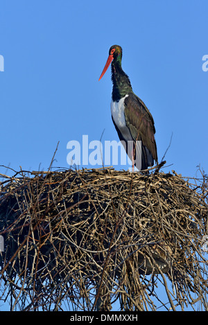 ein Schwarzstorch (Ciconia Nigra) im Nest Cicogne e Anatidi Mitte, Racconigi, Piemont, Italien Stockfoto