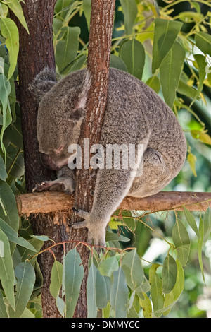 Captive Koalabär schlafen Stockfoto