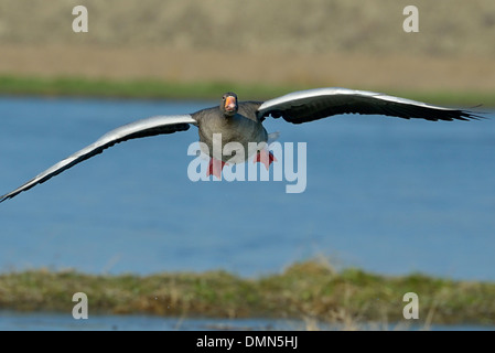 eine Landung Grey-Lag Goose (Anser Anser), Piemont, Italien Stockfoto