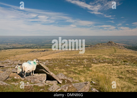 Beeindruckende Dartmoor Landschaft auf Belstone Common, Nord Nord Ost. Stockfoto