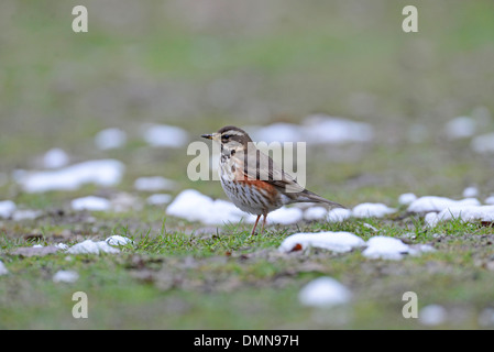 Rotdrossel (Turdus Iliacus) auf Nahrungssuche am Boden im Winterschnee schmelzen Stockfoto